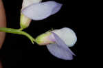 Louisiana vetch